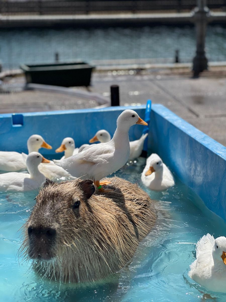 カピバラとコールダックの紹介写真